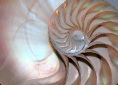 Nautilus shell cross section spiral symmetry Fibonacci sequence half Stock Photos