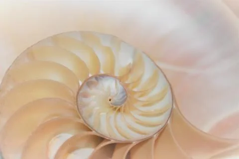 Nautilus shell cross section spiral symmetry Fibonacci sequence half Foto stock