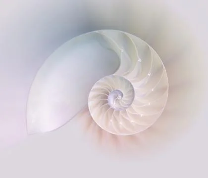 Nautilus shell cut Stock Photos