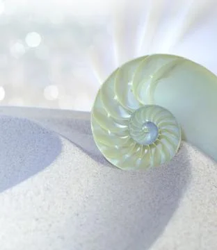 Nautilus shell cut 스톡 사진