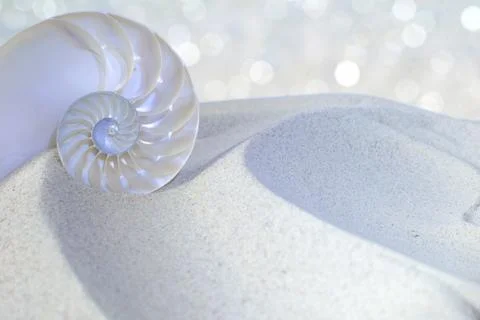 Nautilus shell cut Stock Photos