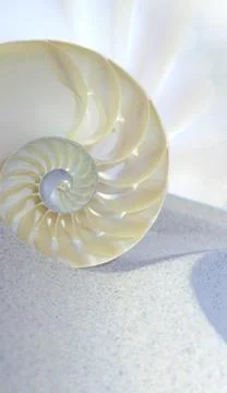 Nautilus shell cut 스톡 사진