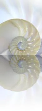 Nautilus shell cut Stock-Fotos