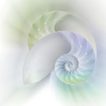 Nautilus shell cut Foto stock