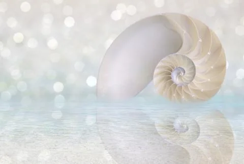 Nautilus shell cut Stock Photos