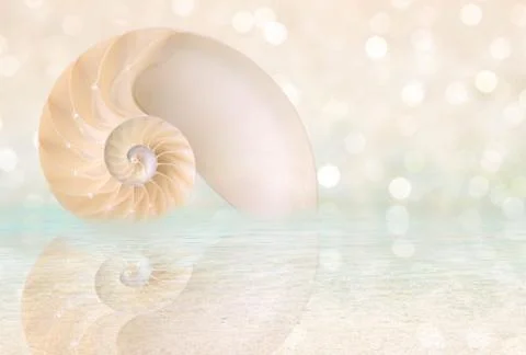 Nautilus shell cut Stock Photos