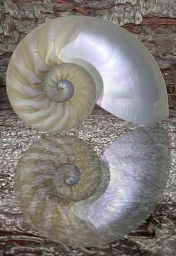 Nautilus shell cut Stock Photos