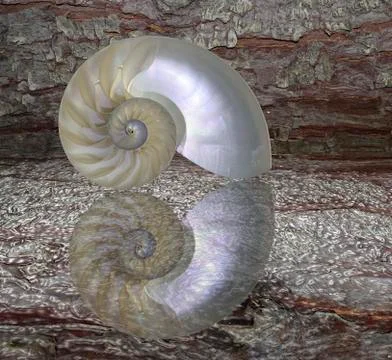 Nautilus shell cut 스톡 사진