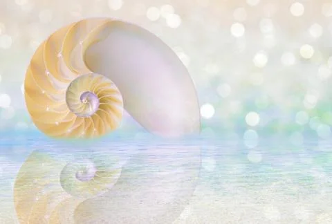 Nautilus shell cut Stock Photos