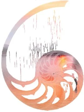 Nautilus shell illustration double exposure with sunset , shell pearl nautilus  Stock Illustration