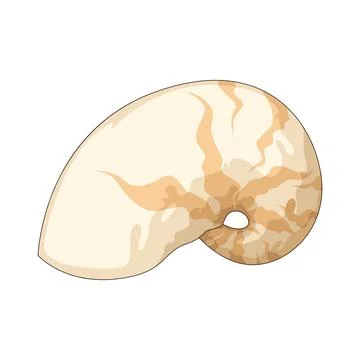 Nautilus shell illustration Stock Illustration