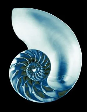 Nautilus shell interior on black, isolated Stock Photos