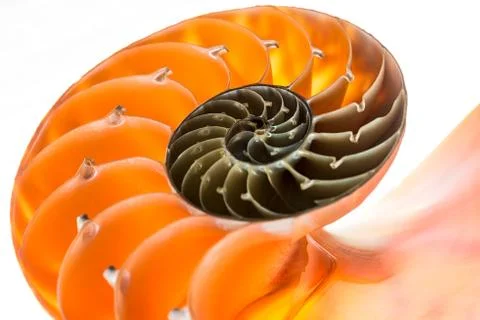 Nautilus shell isolated Stock Photos