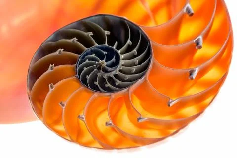 Nautilus shell isolated Stock Photos