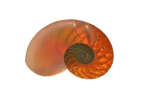 Nautilus shell isolated on white background Stock Photos