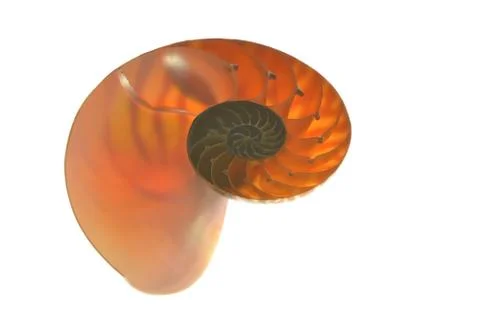 Nautilus shell isolated on white background Stock Photos