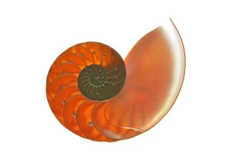 Nautilus shell isolated on white background Stock Photos
