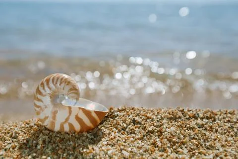 Nautilus shell on the issyk-kul beach sand with glitter lake bac Stock Photos