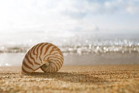 Nautilus shell on the issyk-kul beach sand with mountains on bac Stock Photos