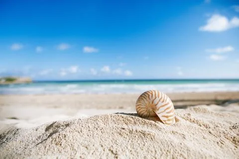 Nautilus shell  with ocean , beach and seascape, shallow dof Stock Photos