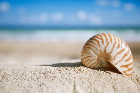 Nautilus shell  with ocean , beach and seascape, shallow dof Stock Photos