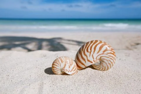Nautilus shell  with ocean , beach and seascape, shallow dof Stock Photos