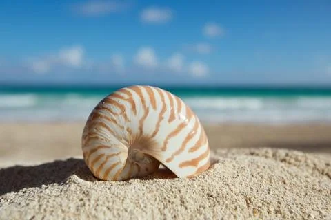 Nautilus shell  with ocean , beach and seascape, shallow dof Stock Photos