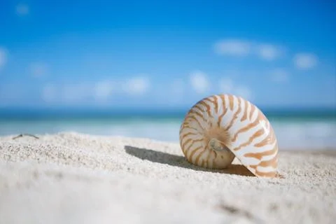 Nautilus shell  with ocean , beach and seascape, shallow dof Stock Photos