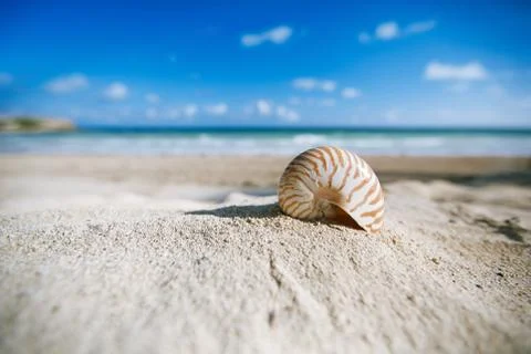 Nautilus shell  with ocean , beach and seascape, shallow dof Stock Photos