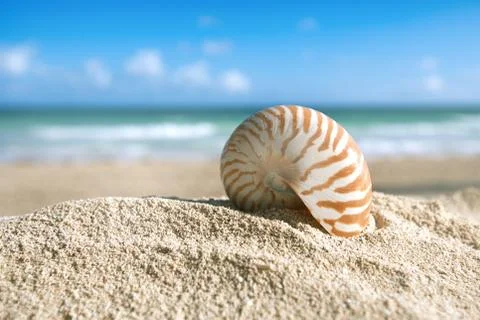Nautilus shell  with ocean , beach and seascape, shallow dof Stock Photos