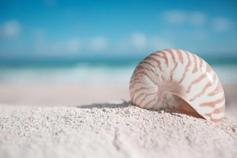 Nautilus shell  with ocean , beach and seascape, shallow dof Stock Photos