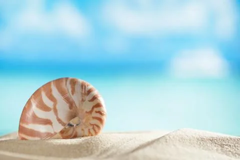 Nautilus shell  with ocean , beach and seascape, shallow dof Stock Photos