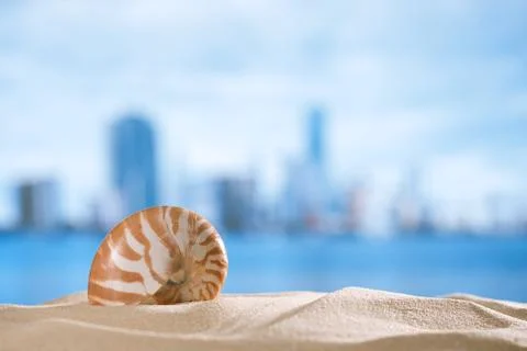 Nautilus shell  with ocean , beach and seascape, shallow dof Stock Photos