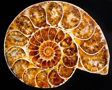 A nautilus shell Stock Photos