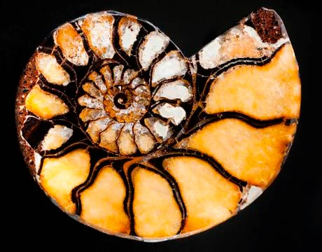 A nautilus shell Foto stock