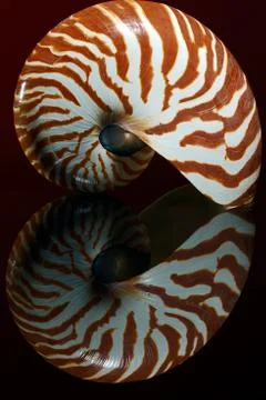 Nautilus shell Stock Photos
