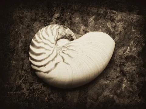 Nautilus shell Stock Photos