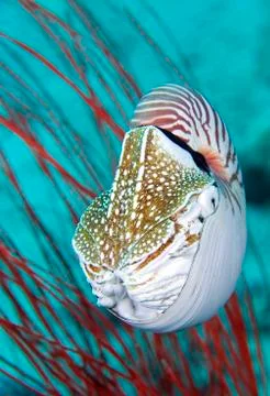 Nautilus Shell Foto stock