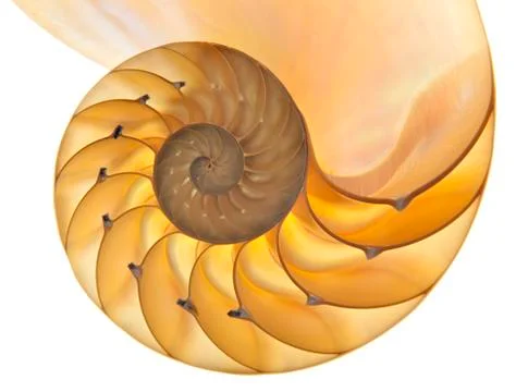 Nautilus shell Stock Photos