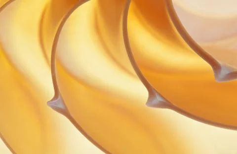 Nautilus shell Stock Photos