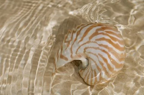 Nautilus shell in the sea wave Stock Photos