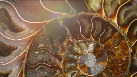 Nautilus shell section, Ammonite fossil shell rotation backdrop Video stock 149926422