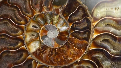 Nautilus shell section, Ammonite fossil shell rotation backdrop. Ancient texture Video stock 279511043