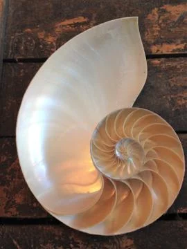 Nautilus shell section fibonacci background symmetry spiral golden ratio Stock Photos