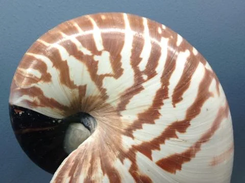 Nautilus shell section fibonacci background symmetry spiral golden ratio Stock Photos