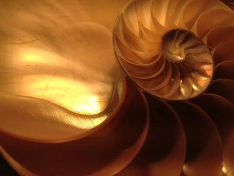 Nautilus shell section fibonacci background symmetry spiral golden ratio Stock Photos