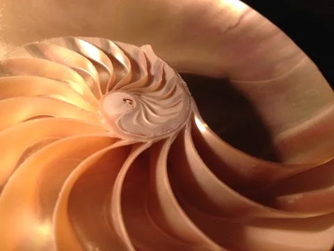 Nautilus shell section fibonacci background symmetry spiral golden ratio Stock Photos