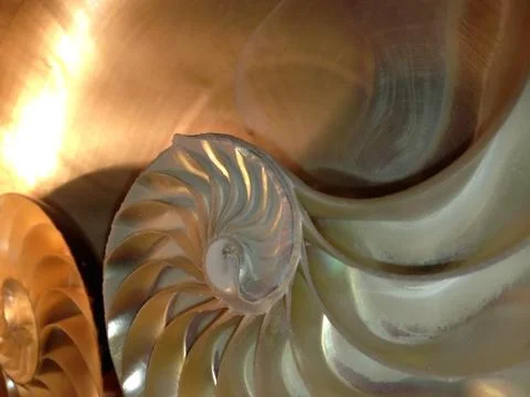 Nautilus shell section fibonacci background symmetry spiral golden ratio Stock Photos