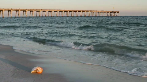 Nautilus Shell In Surf With Pier Vidéo 650192