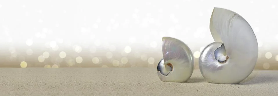 Nautilus shells Stock Photos